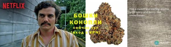 прущие грибы Арсеньев